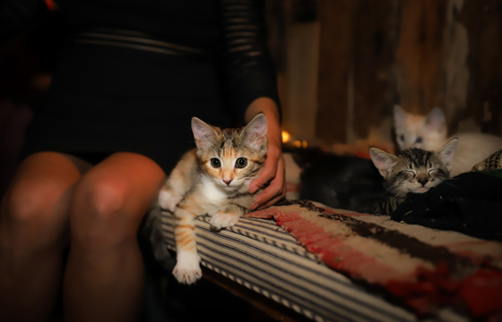 Kittens in the Nova Tuskhut